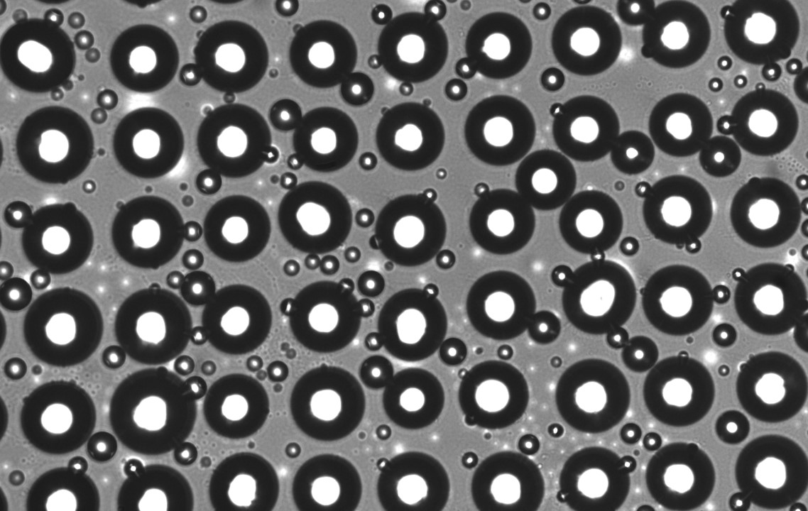 Condensation-Induced Water Droplet Growth on Hybrid Surfaces